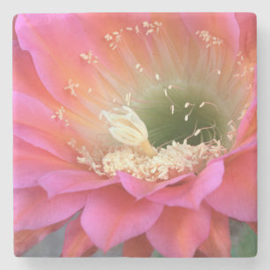 Posavasos De Piedra Flor de cactus rosado en el desierto