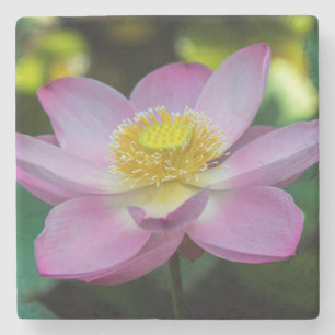 Posavasos De Piedra Flor de loto florecida, Indonesia