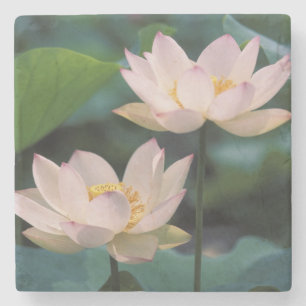 Posavasos De Piedra Flor de Lotus en flor, China
