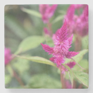 Posavasos De Piedra Flor de magenta rosa flor floral Celosia Garden Ph