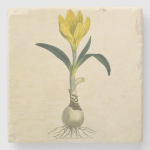 Posavasos De Piedra Flor Jardín Botánico Amaryllis Tulip