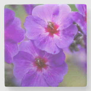 Posavasos De Piedra Flor púrpura
