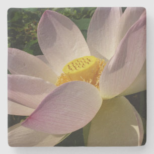 Posavasos De Piedra Flor rosa Lotus III flor de verano