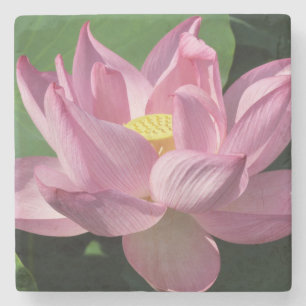 Posavasos De Piedra Flor rosa Lotus IV