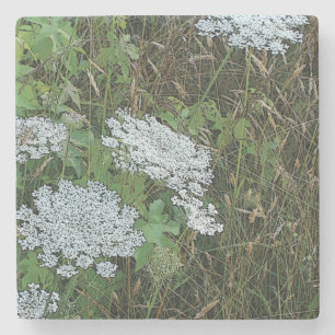 Posavasos De Piedra Flor salvaje de encaje de la Reina Blanca Ana