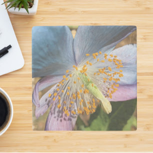 Posavasos De Piedra Floral de amapola azul