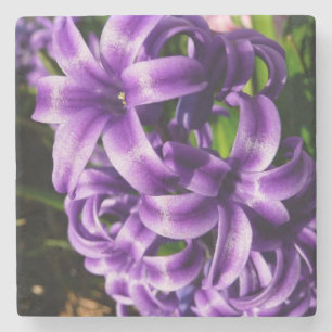 Posavasos De Piedra Floral de primavera azul Hyacinin II