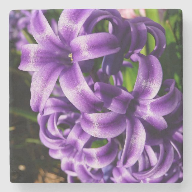 Posavasos De Piedra Floral de primavera azul Hyacinin II (Anverso)