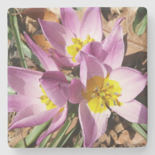 Posavasos De Piedra Floral de primavera de cruces rosas