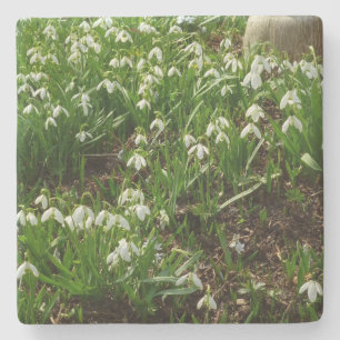 Posavasos De Piedra Floral de primavera (Galanthus)