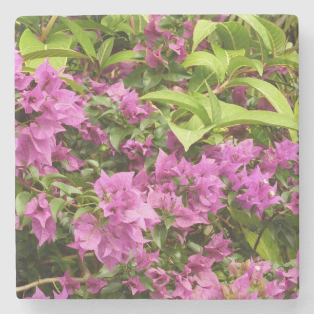 Posavasos De Piedra Floral Tropical Morada Bougainvillea (Anverso)