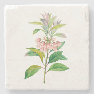 Posavasos De Piedra Flores: A013 Redvein Enkianthus -