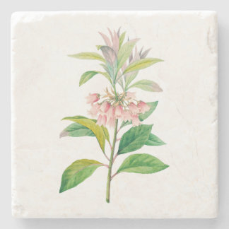 Posavasos De Piedra Flores: A013 Redvein Enkianthus -