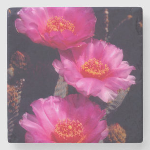 Posavasos De Piedra Flores de Cactus de Cola de Castor 2