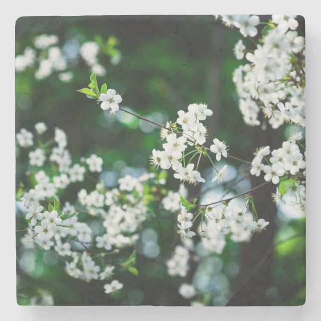 Posavasos De Piedra Flores de cerezo blancas hojas verdes (Anverso)
