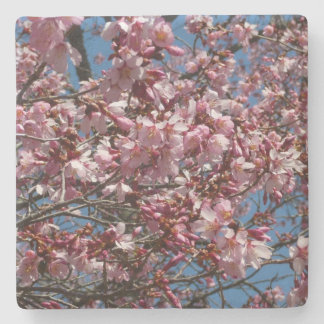 Posavasos De Piedra Flores de cerezo y flor de Blue Sky Spring
