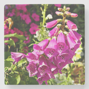 Posavasos De Piedra Flores de Foxglove rosa