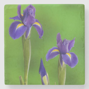 Posavasos De Piedra Flores de Iris
