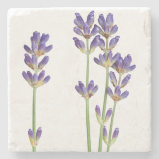 Posavasos De Piedra Flores de la lavanda aisladas en el fondo blanco