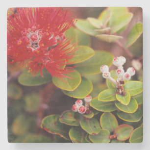 Posavasos De Piedra Flores de Lehua en volcanes de Hawaii