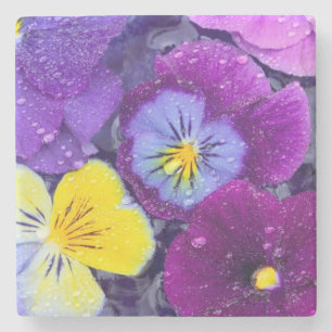 Posavasos De Piedra Flores de pensamiento flotando en baño de pájaros