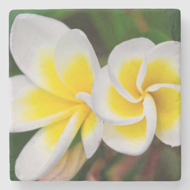 Posavasos De Piedra Flores de Plumeria en primer plano, Hawái (Anverso)