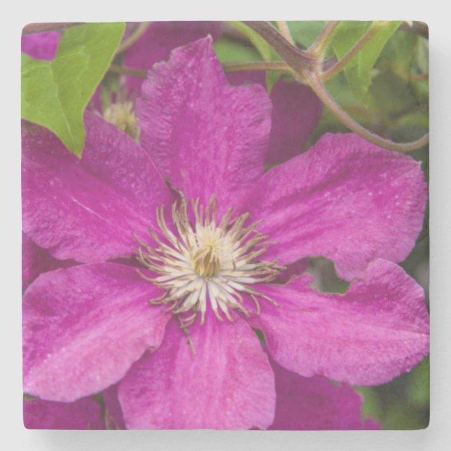 Posavasos De Piedra Flores en Robinette's Apple Haus & Gift Barn (Anverso)
