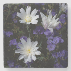 Posavasos De Piedra Flores silvestres de achicoria y Phacelia