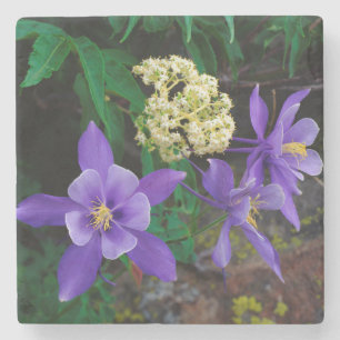 Posavasos De Piedra Flores silvestres de Aquilegia mutante
