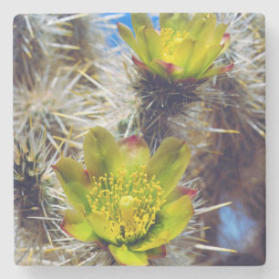 Posavasos De Piedra Flores silvestres de cactus Cholla de plata