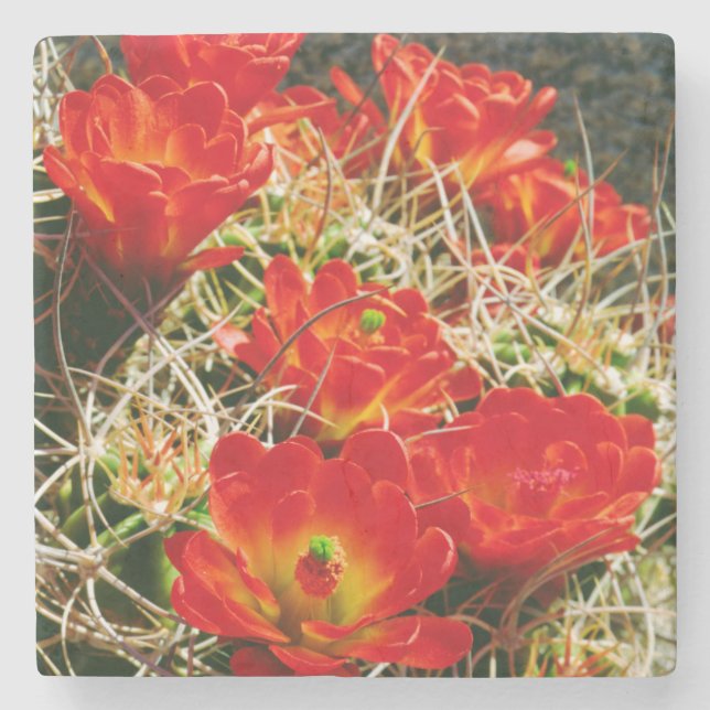Posavasos De Piedra Flores silvestres de cactus Copa de Clarete (Anverso)