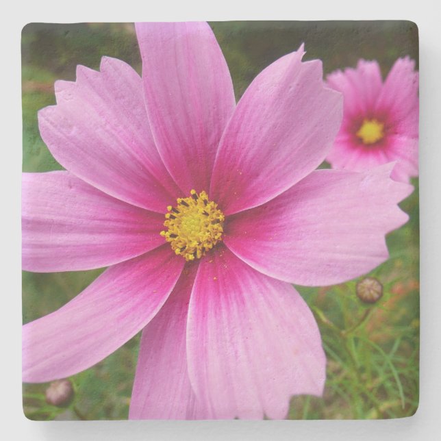 Posavasos De Piedra Flores silvestres de cosmos rosa (Anverso)