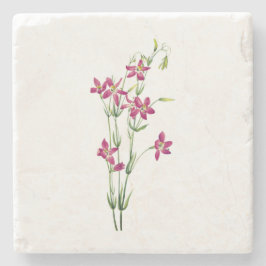 Posavasos De Piedra Flores Vintage - Centaurium por Mary Vaux Walcott