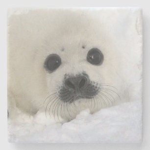 Posavasos De Piedra Foca de Groenlandia del bebé