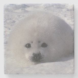 Posavasos De Piedra Foca de Groenlandia (Phoca groenlandica) Crías de
