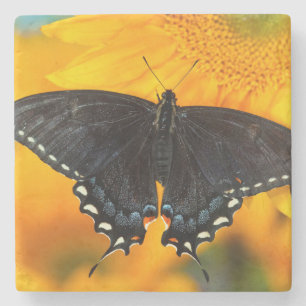 Posavasos De Piedra Forma negra del tigre oriental