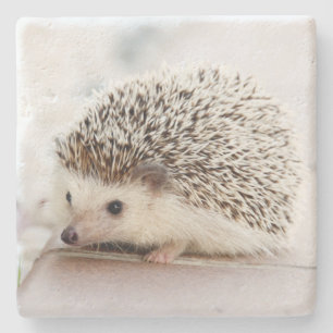 Posavasos De Piedra Foto de erizo bebé lindo