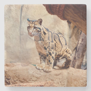 Posavasos De Piedra foto de leopardo nebuloso naturaleza vida silvestr