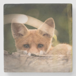Posavasos De Piedra Foto de un Pequeño Naranja Fox