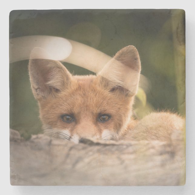 Posavasos De Piedra Foto de un Pequeño Naranja Fox (Anverso)