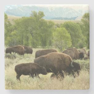 Posavasos De Piedra Fotografía de animales de la naturaleza de Wyoming