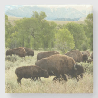 Posavasos De Piedra Fotografía de animales de la naturaleza de Wyoming