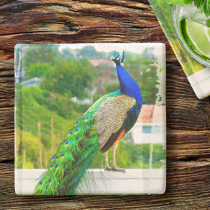 Posavasos De Piedra Fotografía de ave pavo real verde azul