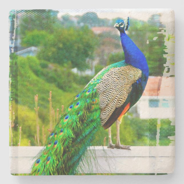 Posavasos De Piedra Fotografía de ave pavo real verde azul (Anverso)