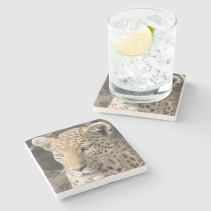 Posavasos De Piedra Fotografía de Leopard