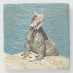 Posavasos De Piedra Fotografía de vida salvaje tropical de Iguana en S
