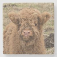 Fotografía escocesa de la vaca del bebé de la