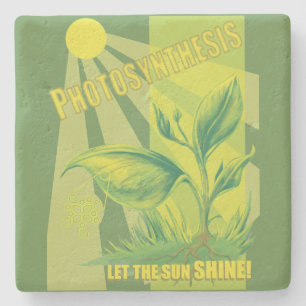 Posavasos De Piedra Fotosíntesis