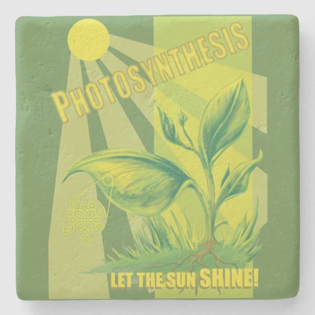 Posavasos De Piedra Fotosíntesis (Anverso)