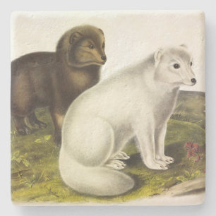 Posavasos De Piedra Fox Ártica (Fox blanca, Fox polar, Fox de nieve)